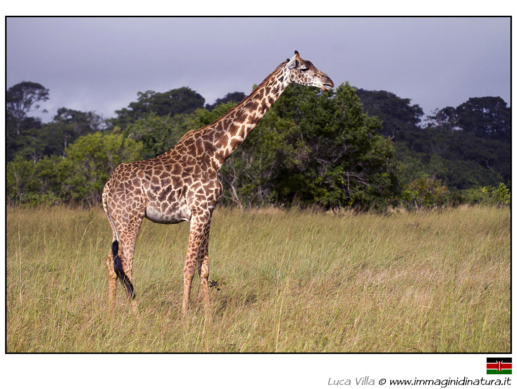 Giraffa - Giraffa camelopardalis